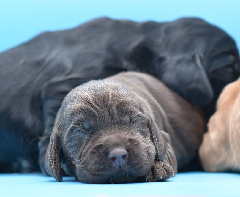 d'Oup-Ouaout - Chiot disponible  - Cocker Spaniel Anglais