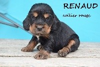 Renaud