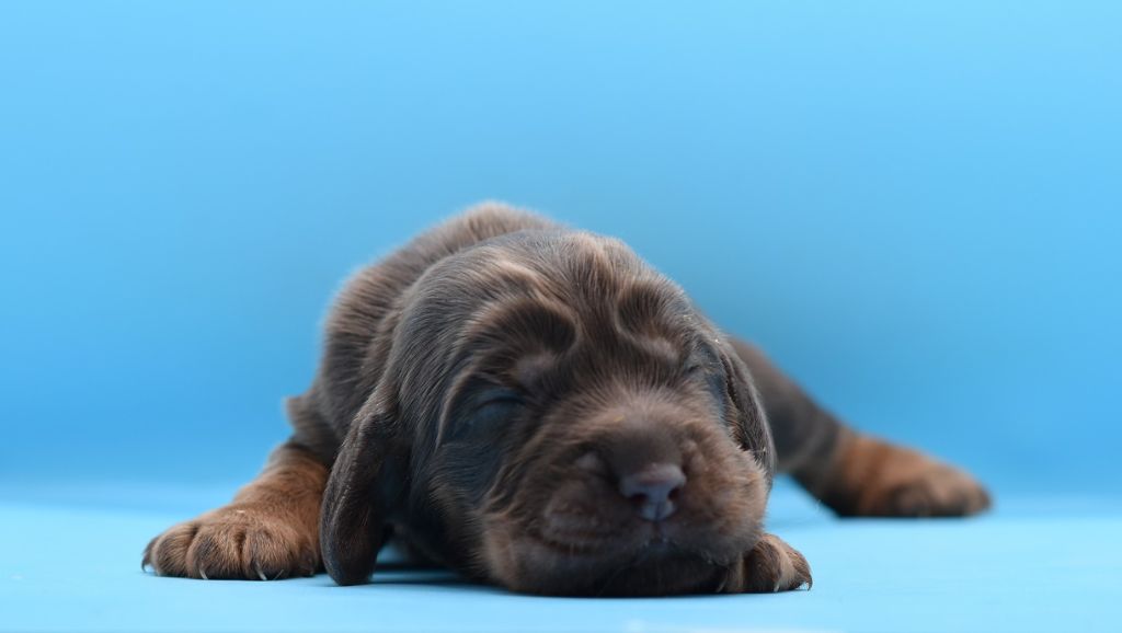 d'Oup-Ouaout - Chiot disponible  - Cocker Spaniel Anglais