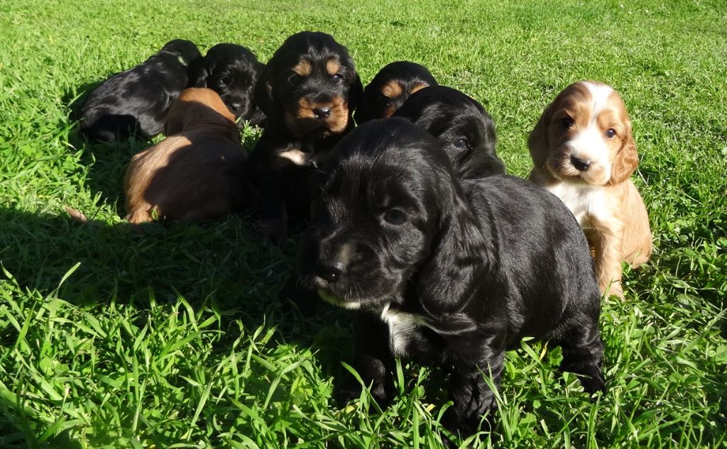 Première sortie pour les 9 chiots de Jane