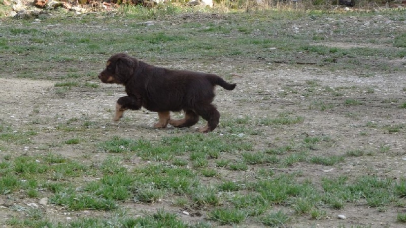 première sortie pour les chiots d'Héloïse