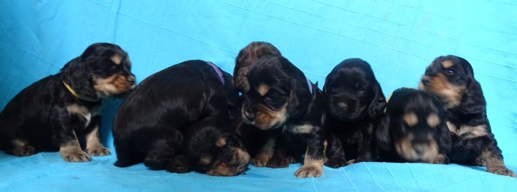 Chiot Cocker Spaniel Anglais d'Oup-Ouaout