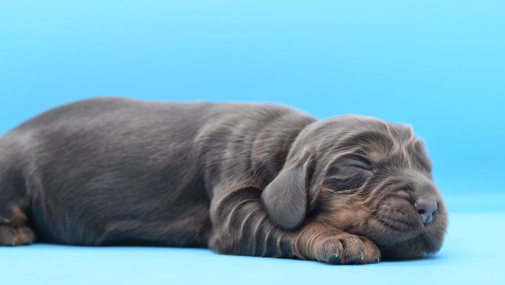 d'Oup-Ouaout - Chiots disponibles - Cocker Spaniel Anglais