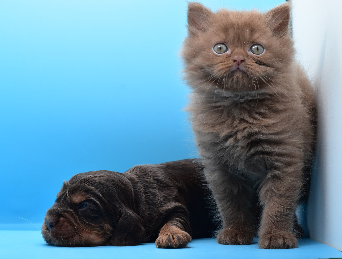 d'Oup-Ouaout - Cocker Spaniel Anglais - Portée née le 06/09/2025