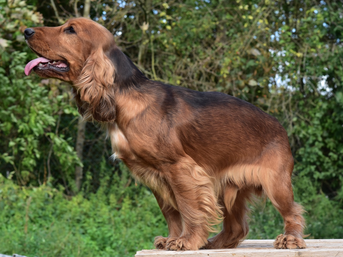 d'Oup-Ouaout - Chiots disponibles - Cocker Spaniel Anglais