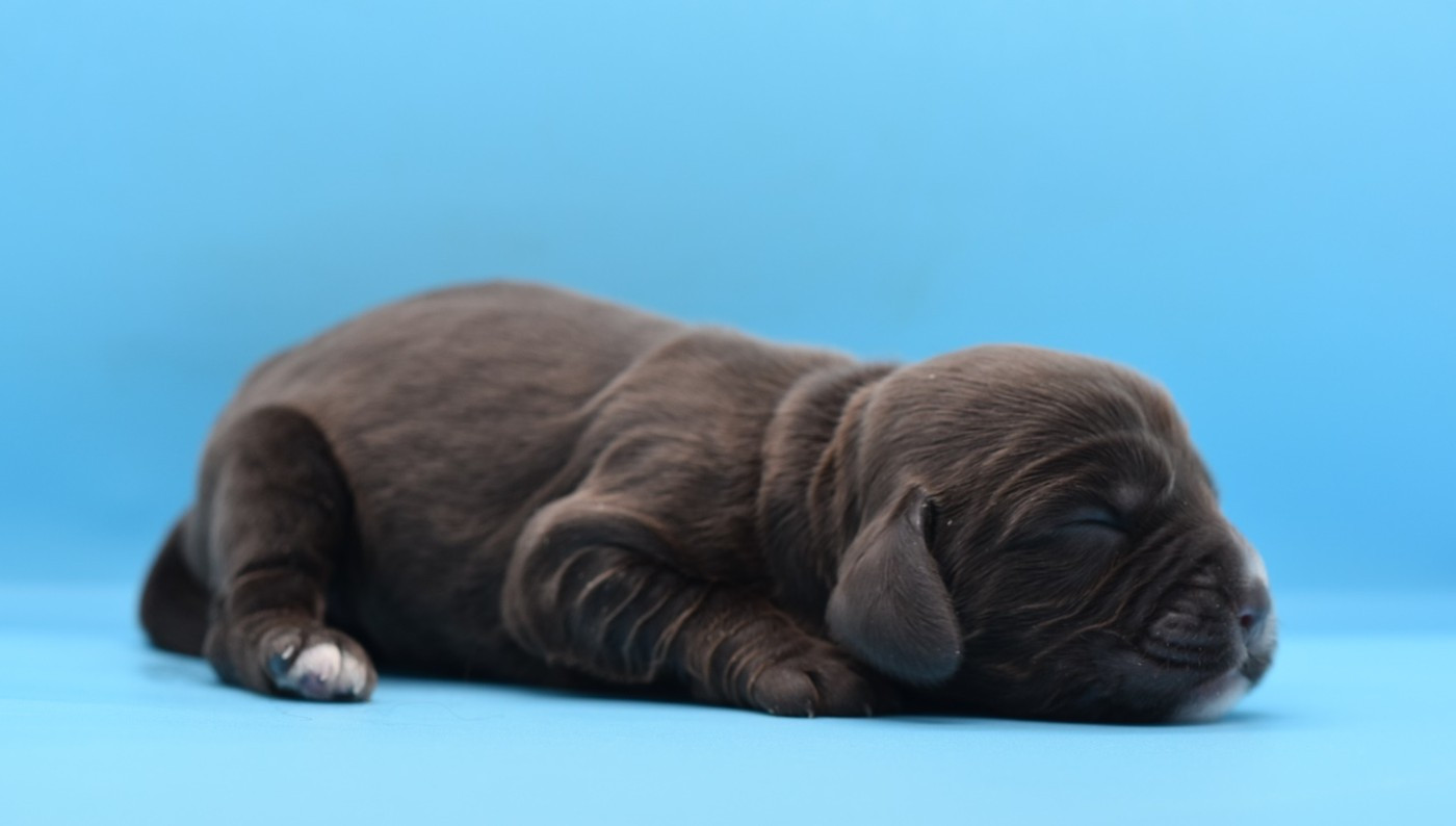 d'Oup-Ouaout - Cocker Spaniel Anglais - Portée née le 07/10/2025