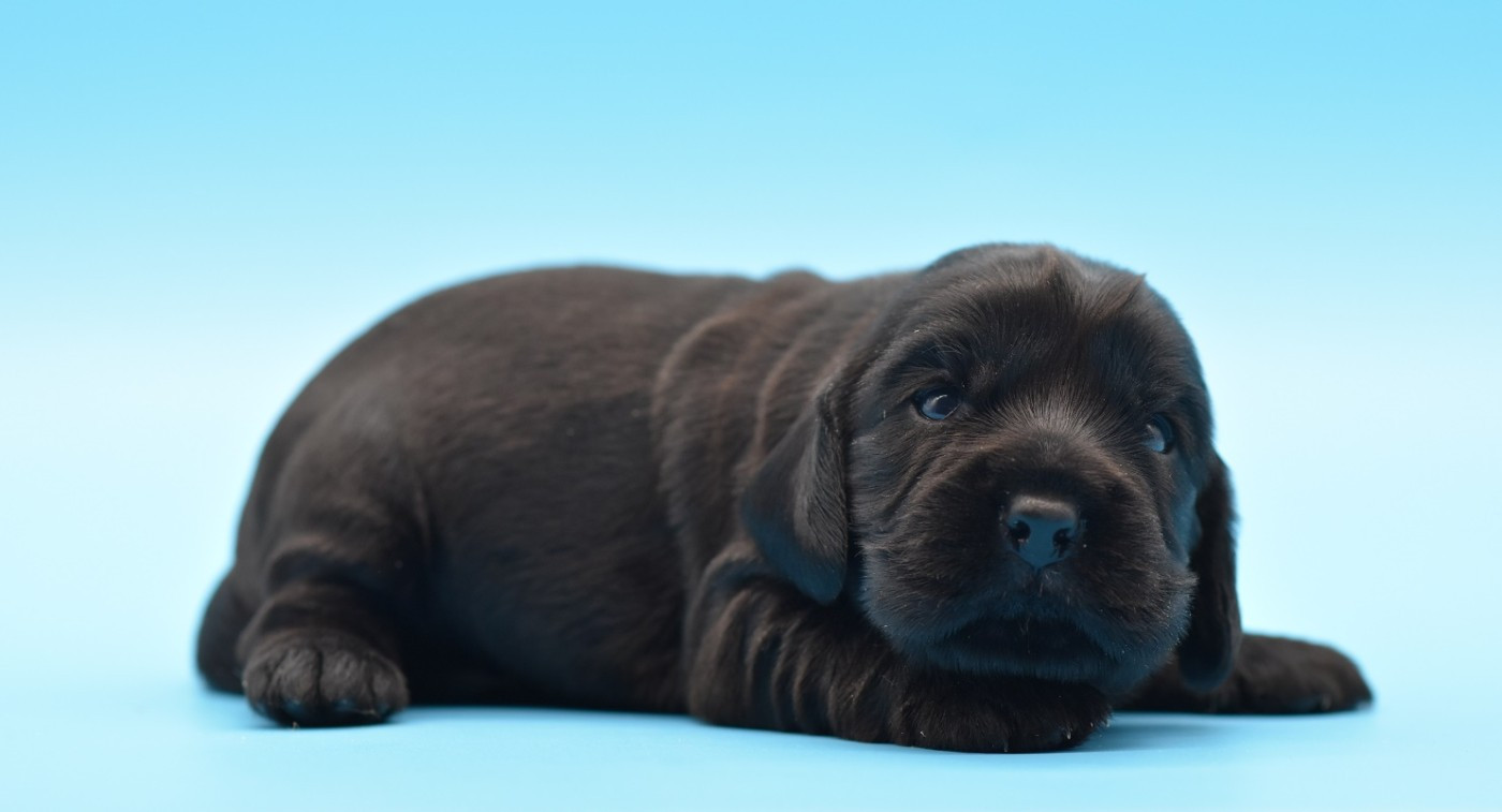 d'Oup-Ouaout - Chiots disponibles - Cocker Spaniel Anglais