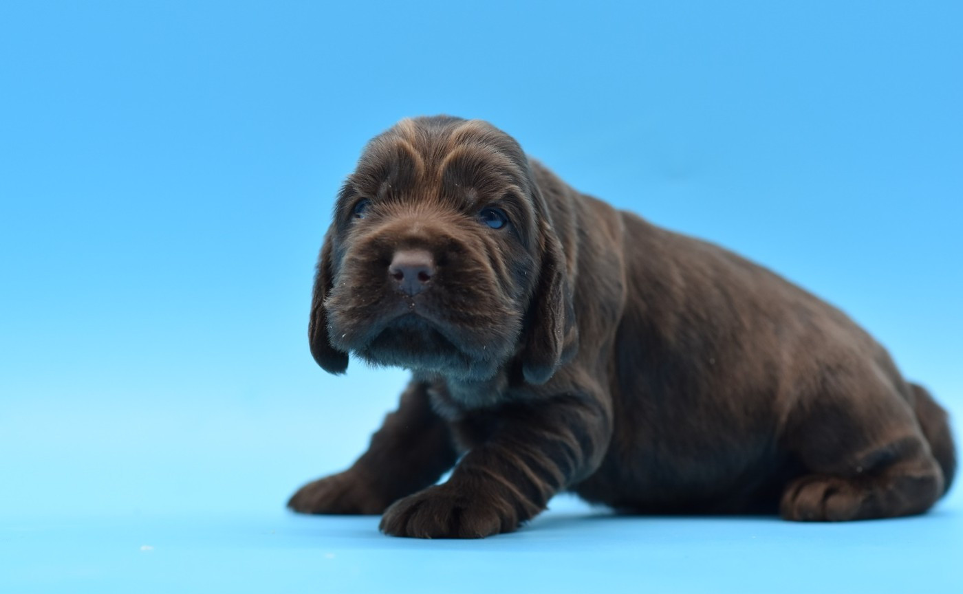 d'Oup-Ouaout - Chiots disponibles - Cocker Spaniel Anglais