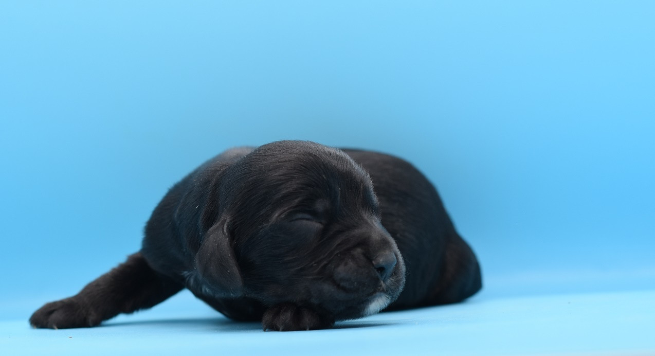 d'Oup-Ouaout - Chiots disponibles - Cocker Spaniel Anglais
