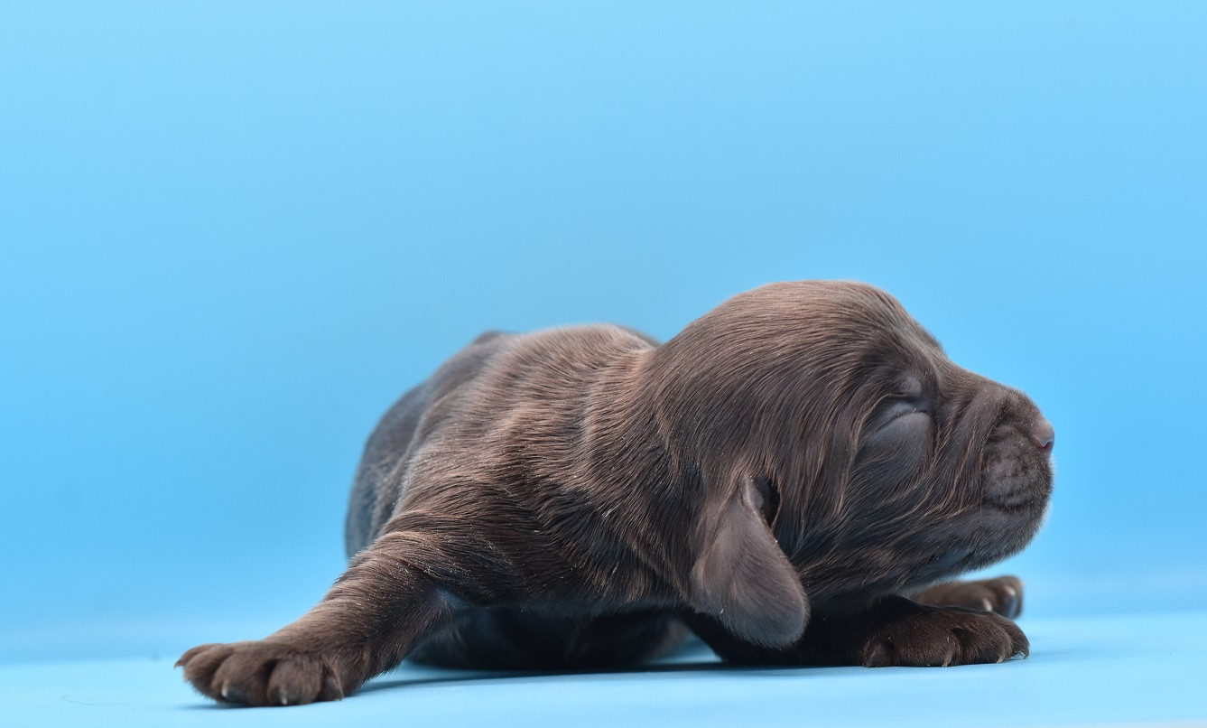 d'Oup-Ouaout - Chiots disponibles - Cocker Spaniel Anglais