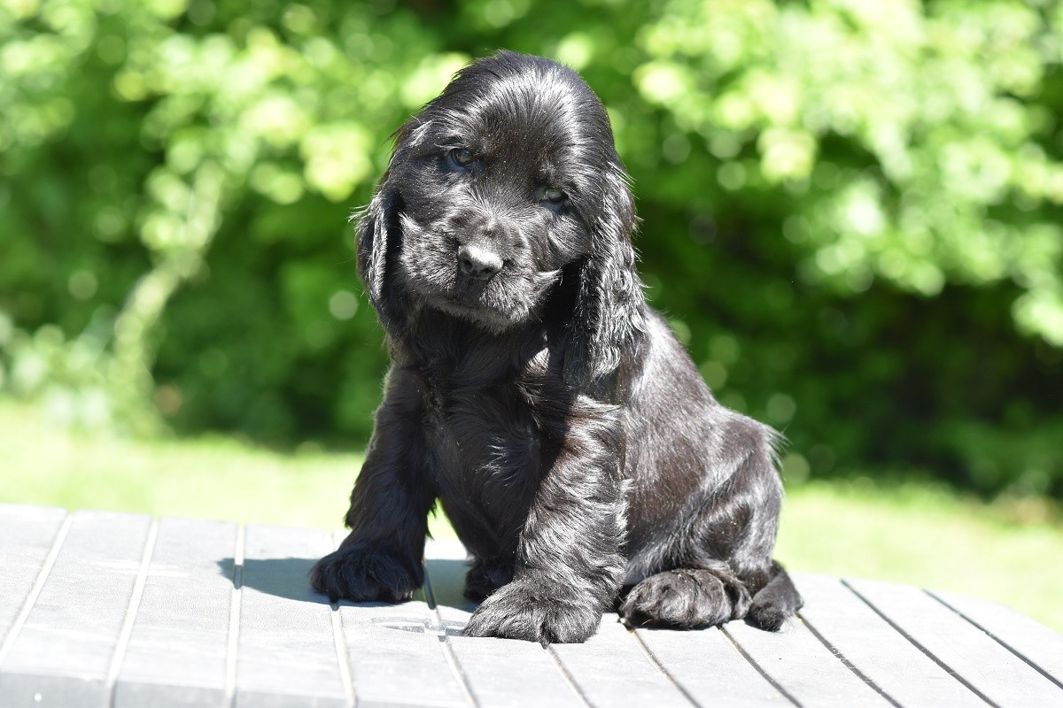 d'Oup-Ouaout - Chiots disponibles - Cocker Spaniel Anglais