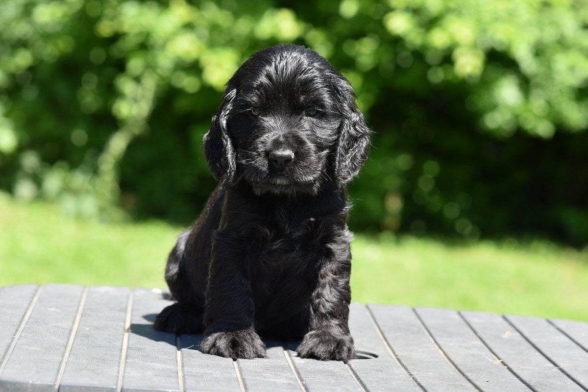 d'Oup-Ouaout - Chiots disponibles - Cocker Spaniel Anglais