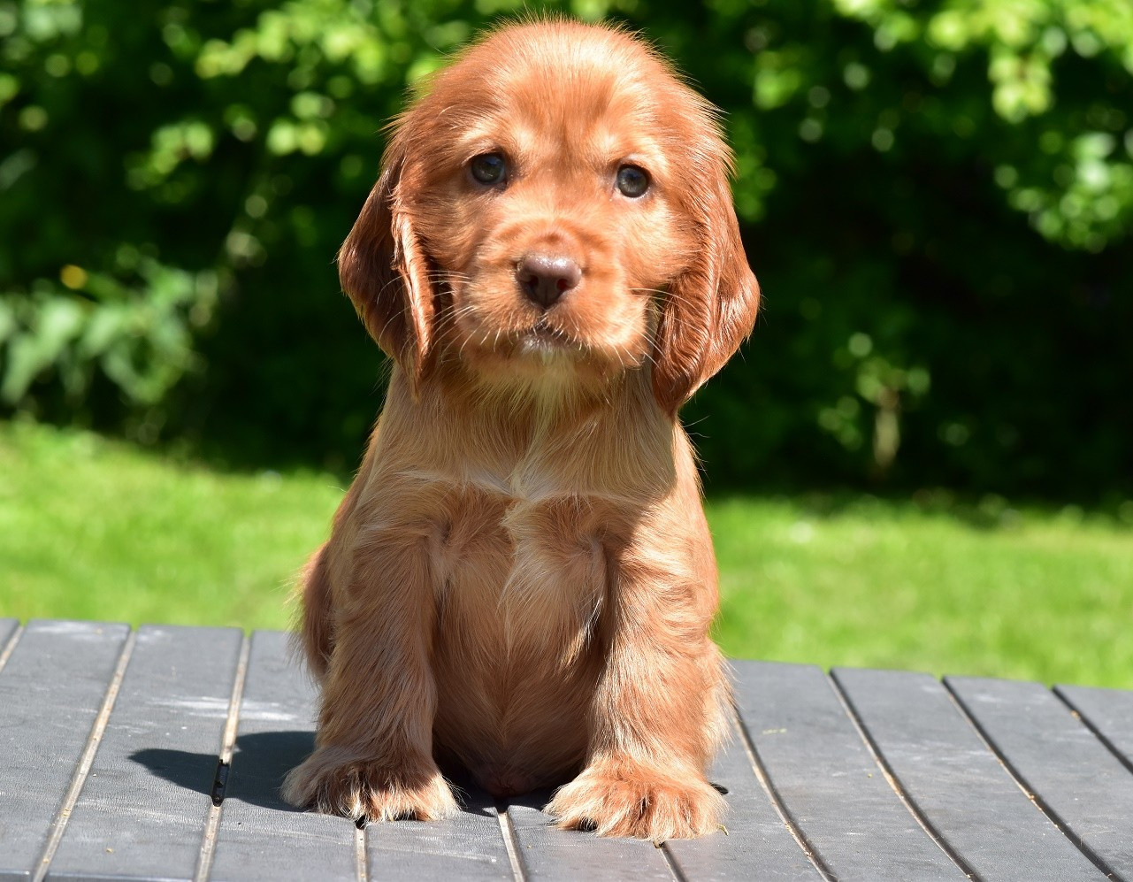d'Oup-Ouaout - Chiots disponibles - Cocker Spaniel Anglais