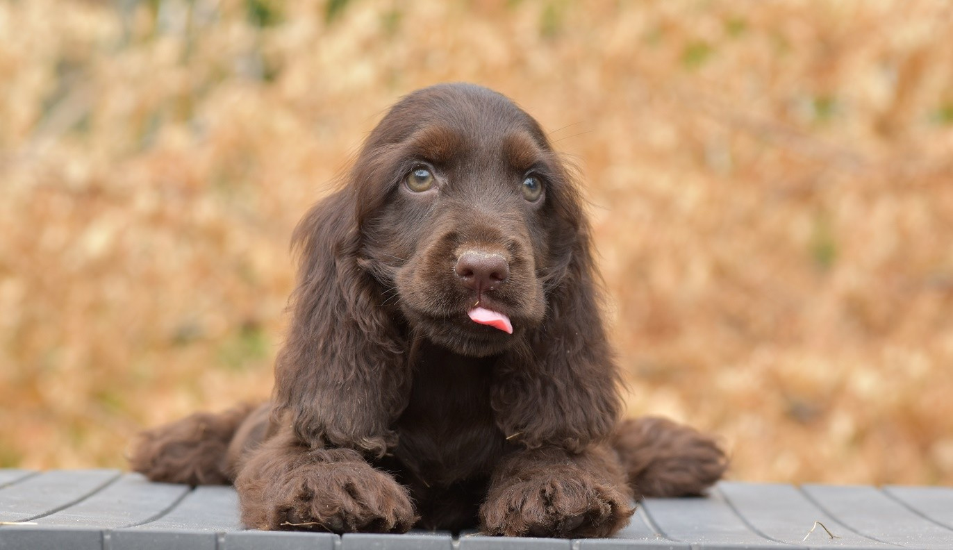 d'Oup-Ouaout - Chiots disponibles - Cocker Spaniel Anglais