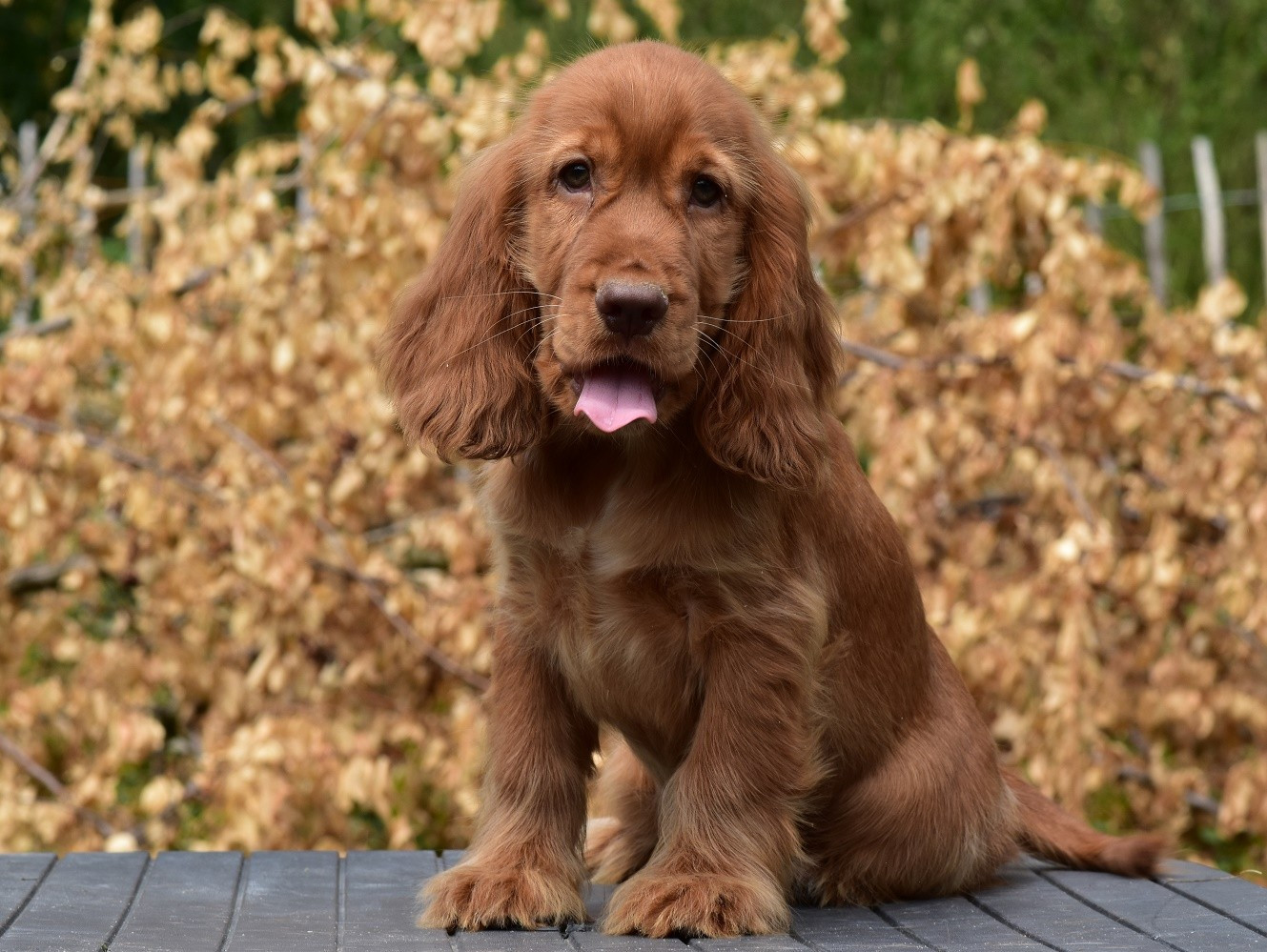 d'Oup-Ouaout - Chiots disponibles - Cocker Spaniel Anglais