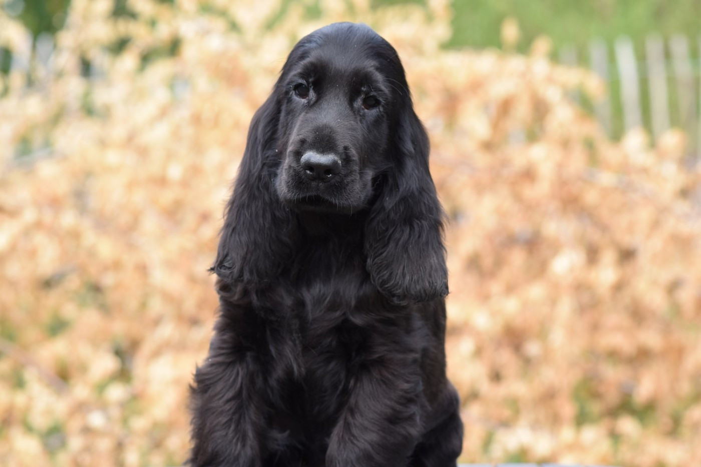 d'Oup-Ouaout - Chiots disponibles - Cocker Spaniel Anglais