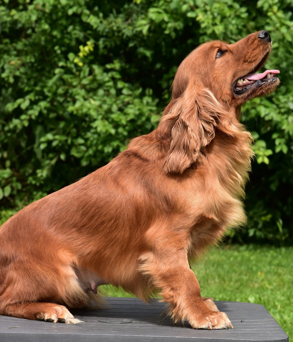 d'Oup-Ouaout - Chiots disponibles - Cocker Spaniel Anglais