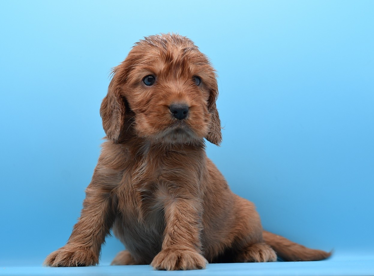 d'Oup-Ouaout - Chiots disponibles - Cocker Spaniel Anglais