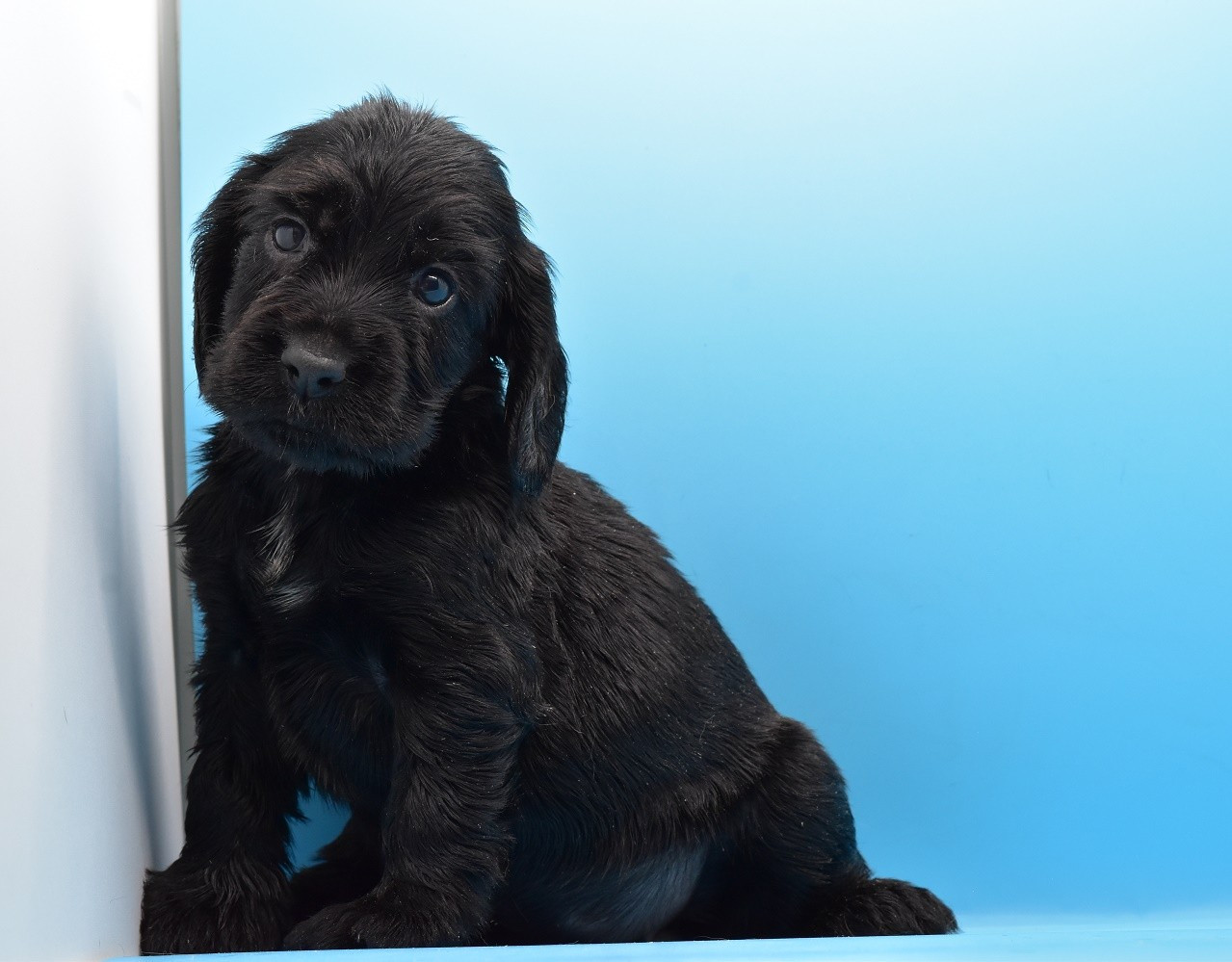 d'Oup-Ouaout - Chiots disponibles - Cocker Spaniel Anglais