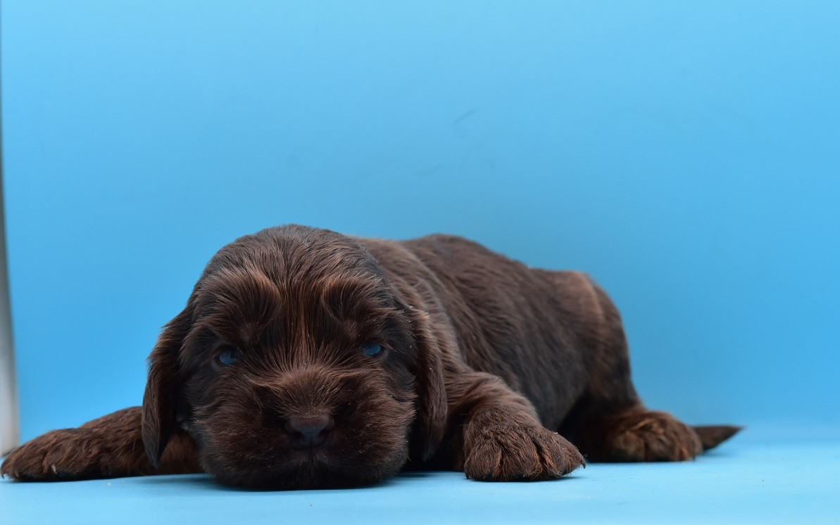 d'Oup-Ouaout - Chiots disponibles - Cocker Spaniel Anglais