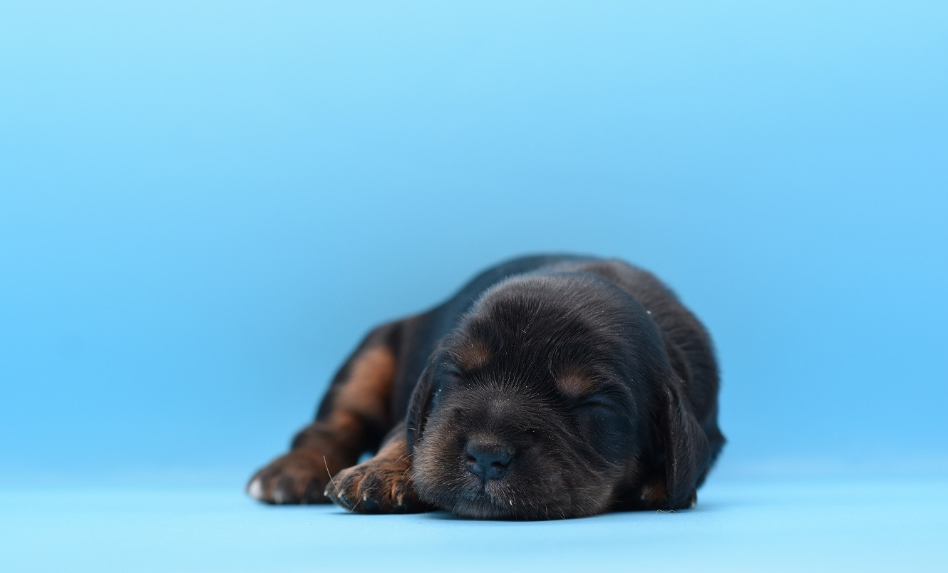 d'Oup-Ouaout - Chiots disponibles - Cocker Spaniel Anglais