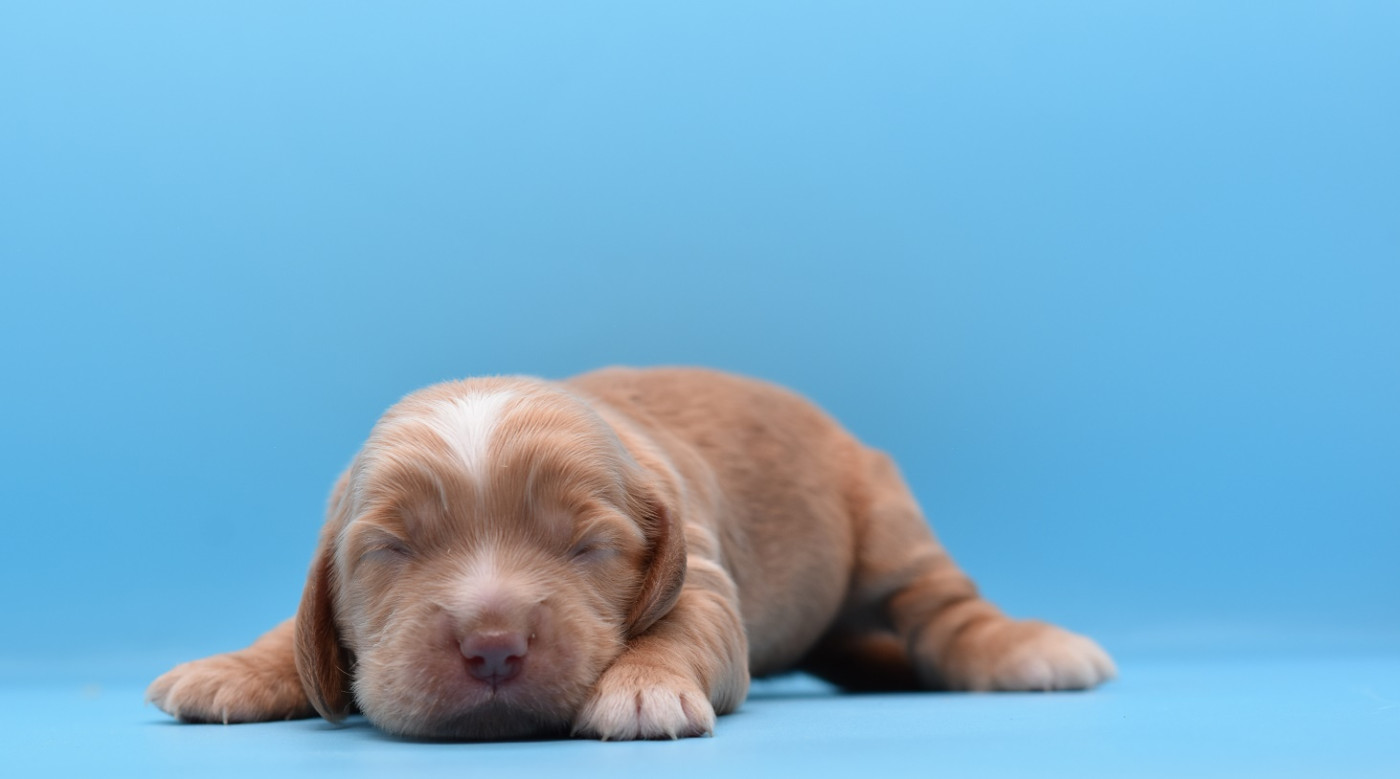 d'Oup-Ouaout - Chiots disponibles - Cocker Spaniel Anglais