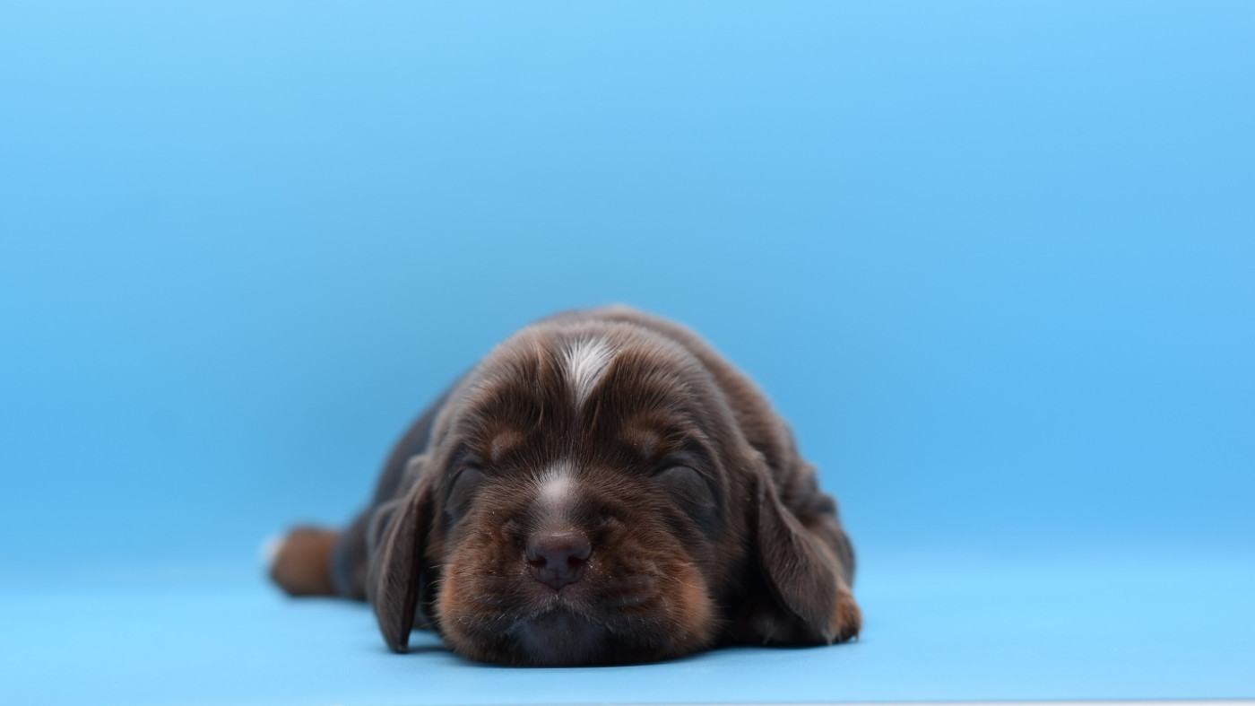 d'Oup-Ouaout - Chiots disponibles - Cocker Spaniel Anglais