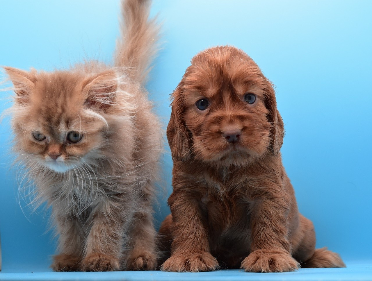 Chiot Cocker Spaniel Anglais d'Oup-Ouaout