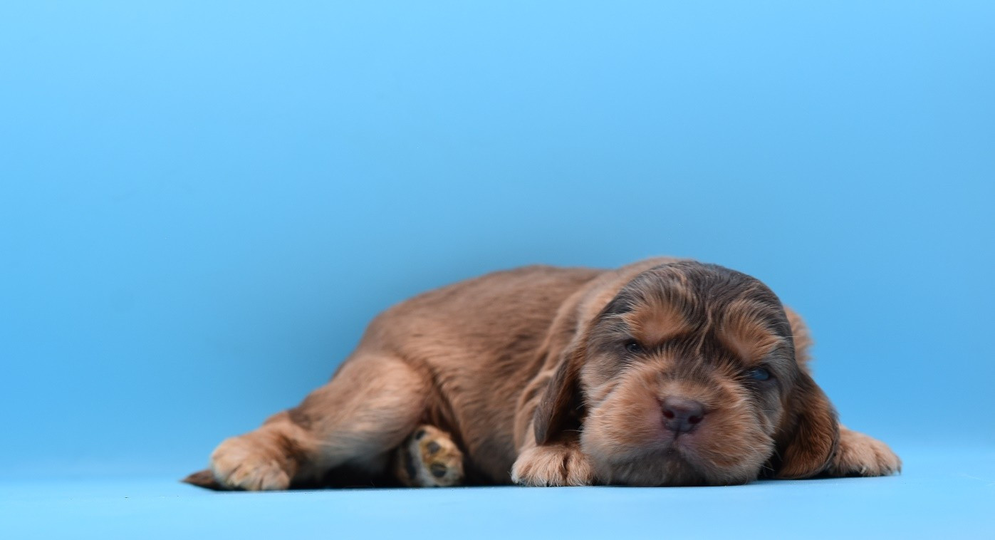d'Oup-Ouaout - Chiots disponibles - Cocker Spaniel Anglais
