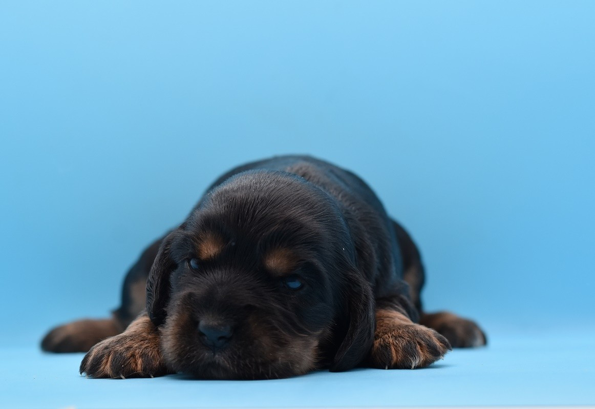 d'Oup-Ouaout - Chiots disponibles - Cocker Spaniel Anglais