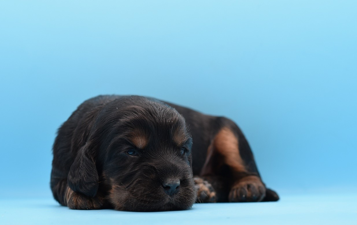 d'Oup-Ouaout - Chiots disponibles - Cocker Spaniel Anglais