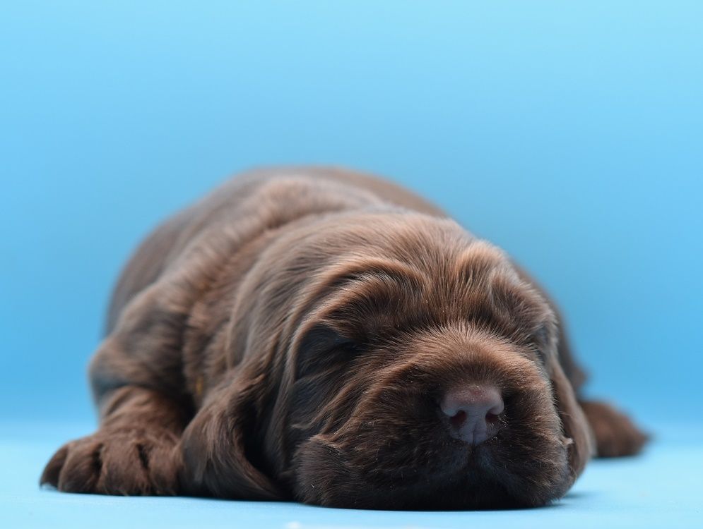 d'Oup-Ouaout - Cocker Spaniel Anglais - Portée née le 17/01/2025