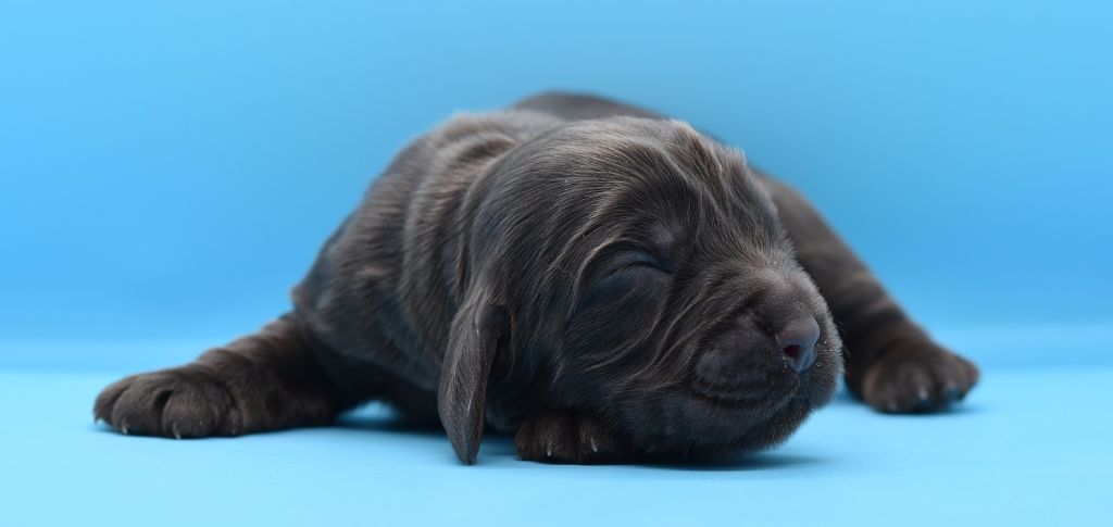 d'Oup-Ouaout - Chiots disponibles - Cocker Spaniel Anglais