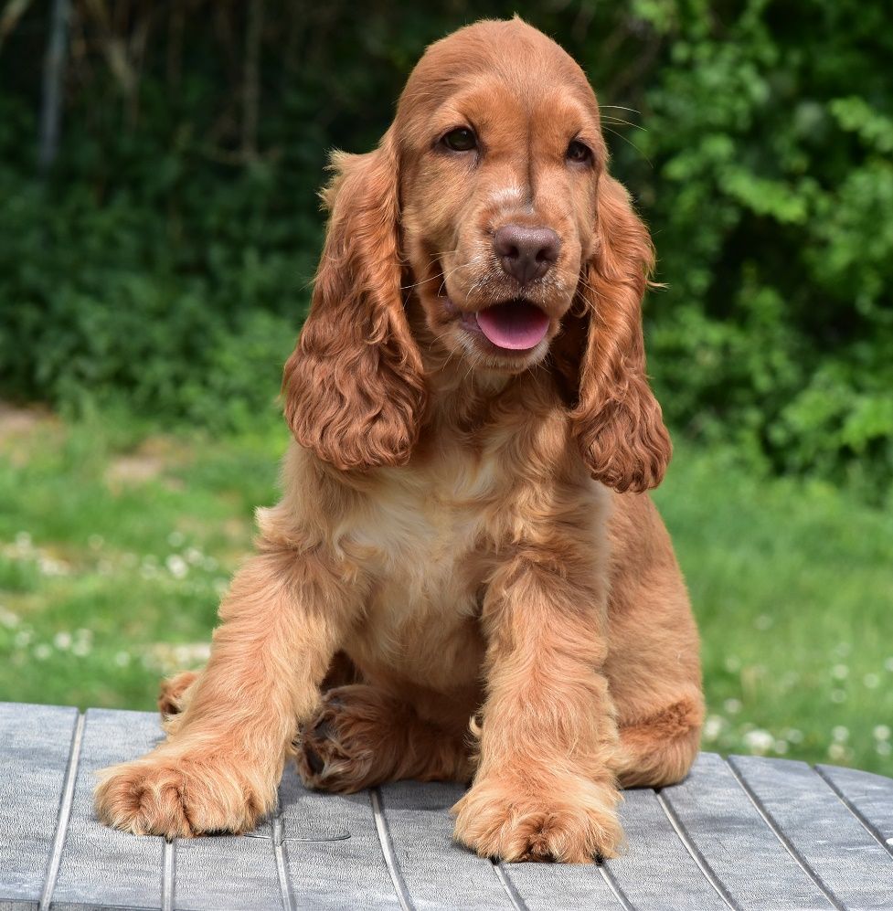 d'Oup-Ouaout - Chiots disponibles - Cocker Spaniel Anglais