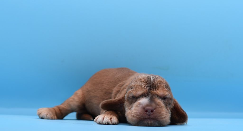 d'Oup-Ouaout - Chiots disponibles - Cocker Spaniel Anglais