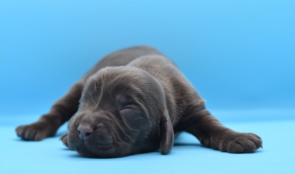d'Oup-Ouaout - Chiots disponibles - Cocker Spaniel Anglais