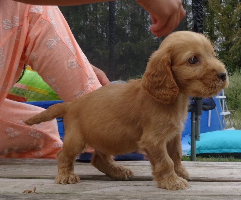 d'Oup-Ouaout - Cocker Spaniel Anglais - Portée née le 01/06/2019