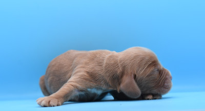 Chiot N°3