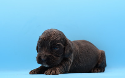 Chiot N°3