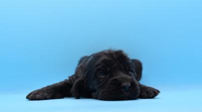 Chiot N°5