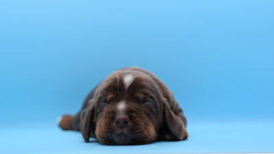 Chiot N°3
