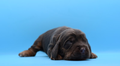 Chiot N°4