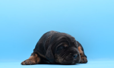 Chiot N°5