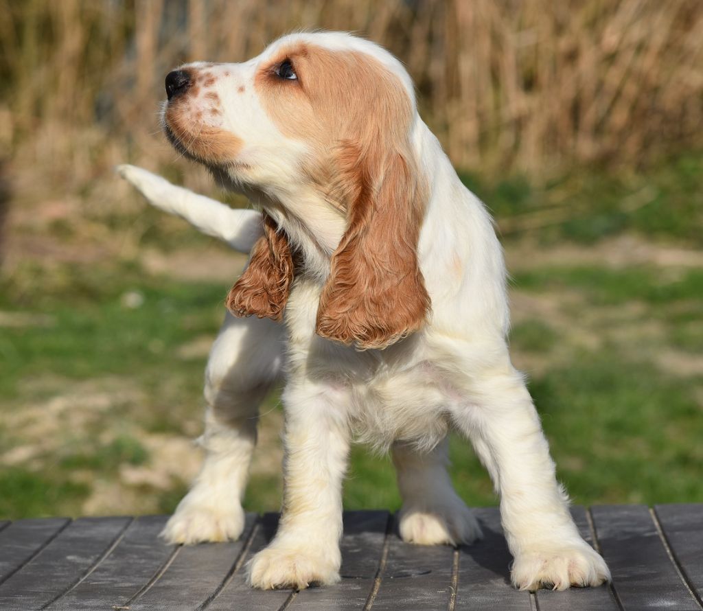 d'Oup-Ouaout - Chiots disponibles - Cocker Spaniel Anglais