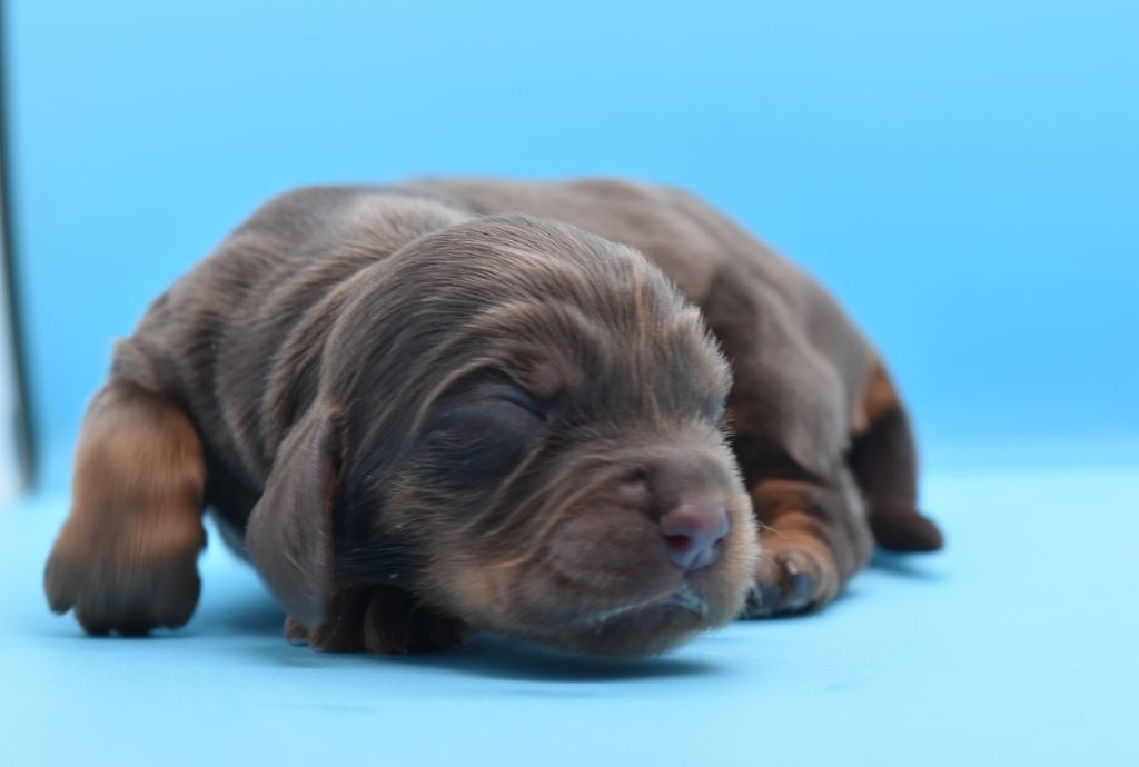 d'Oup-Ouaout - Chiots disponibles - Cocker Spaniel Anglais