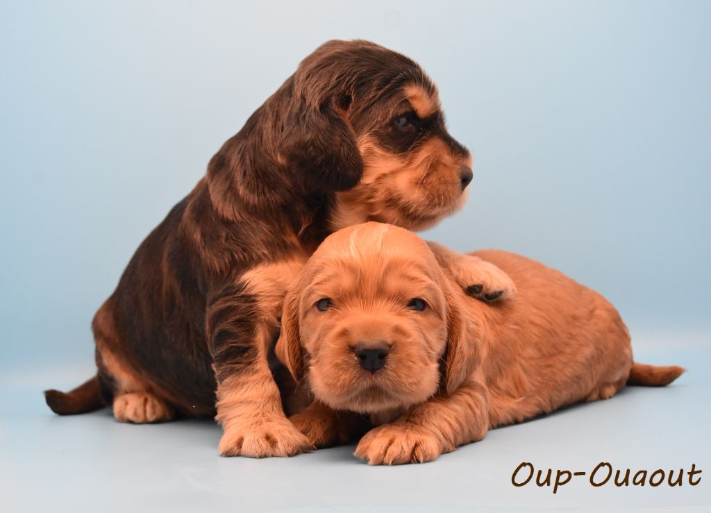 Chiot Cocker Spaniel Anglais d'Oup-Ouaout