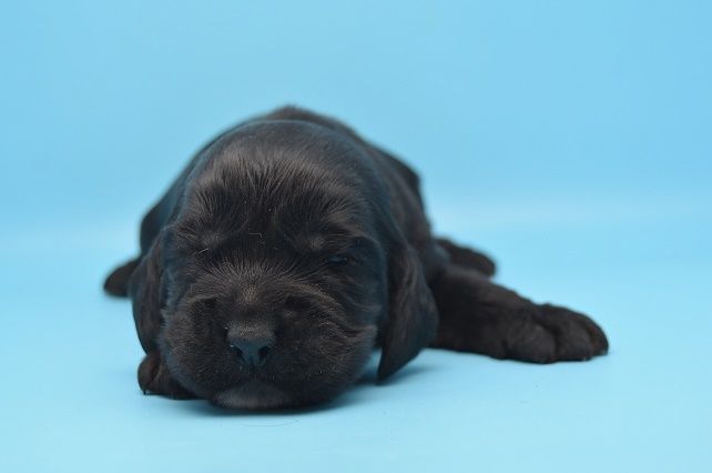 d'Oup-Ouaout - Cocker Spaniel Anglais - Portée née le 12/07/2022