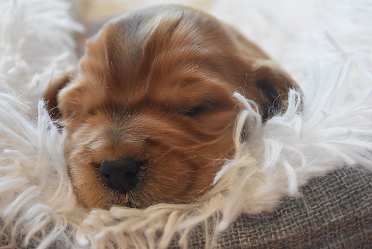 d'Oup-Ouaout - Cocker Spaniel Anglais - Portée née le 12/01/2022